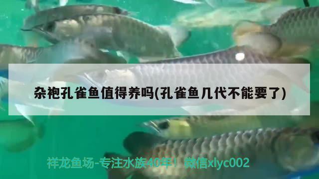 雜袍孔雀魚值得養(yǎng)嗎(孔雀魚幾代不能要了)