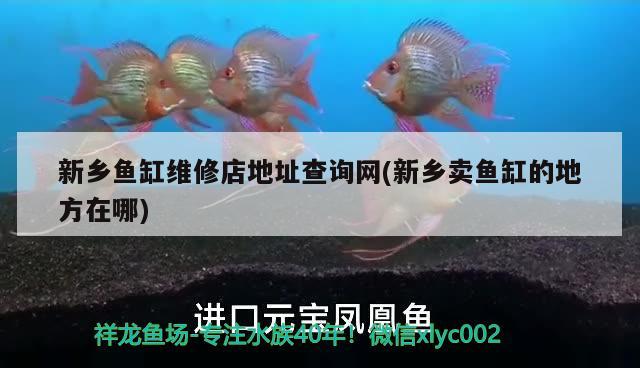 新鄉(xiāng)魚缸維修店地址查詢網(wǎng)(新鄉(xiāng)賣魚缸的地方在哪)