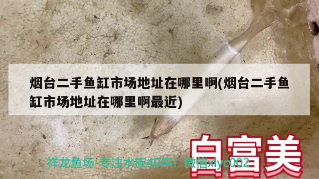 煙臺二手魚缸市場地址在哪里啊(煙臺二手魚缸市場地址在哪里啊最近)