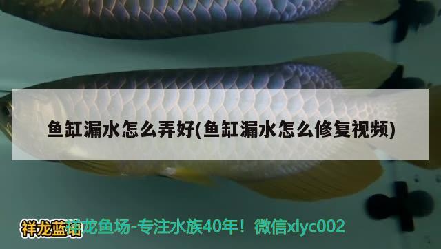 魚缸漏水怎么弄好(魚缸漏水怎么修復(fù)視頻) 魚缸清潔用具