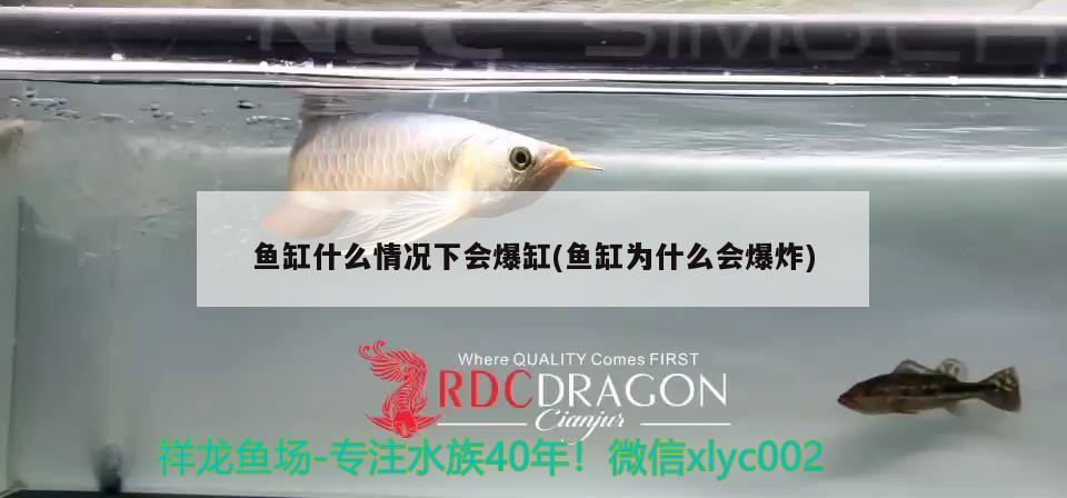 魚缸什么情況下會爆缸(魚缸為什么會爆炸) 泰龐海鰱魚