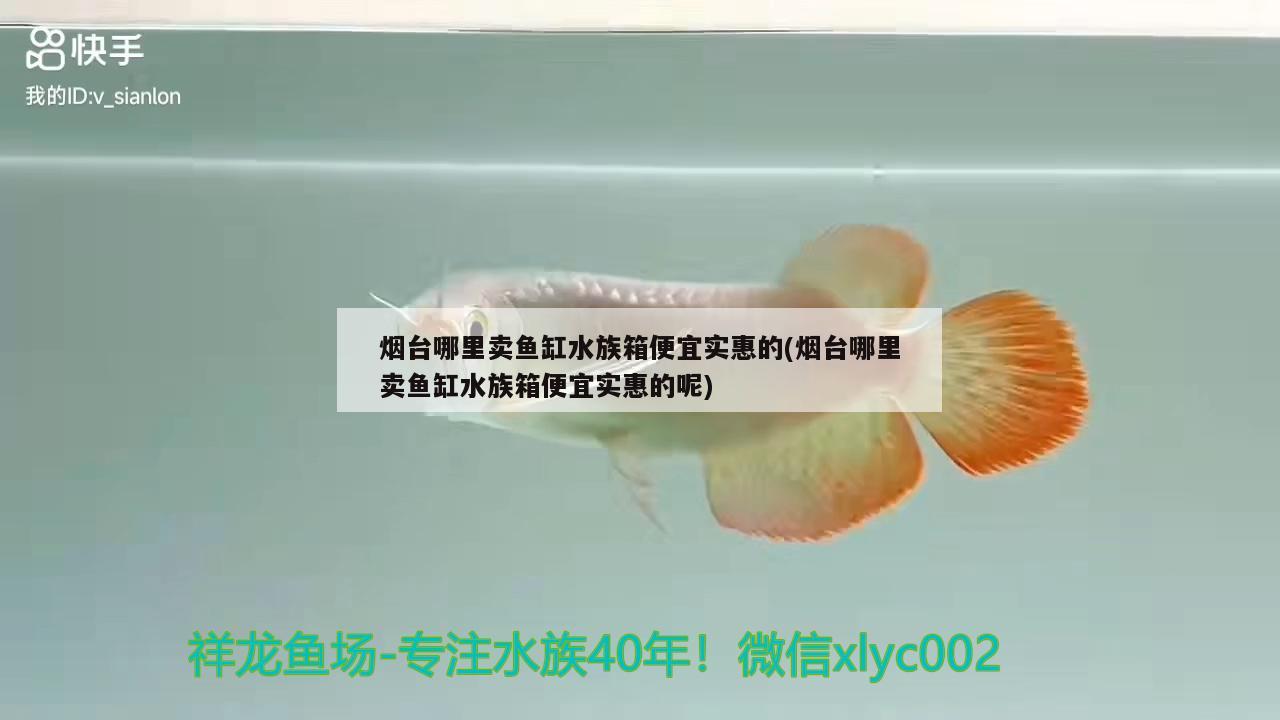 煙臺哪里賣魚缸水族箱便宜實惠的(煙臺哪里賣魚缸水族箱便宜實惠的呢)