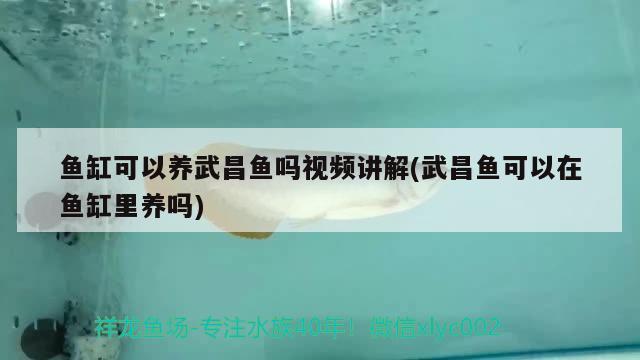 魚(yú)缸可以養(yǎng)武昌魚(yú)嗎視頻講解(武昌魚(yú)可以在魚(yú)缸里養(yǎng)嗎) 水族燈（魚(yú)缸燈）