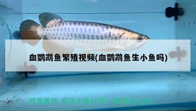 血鸚鵡魚(yú)繁殖視頻(血鸚鵡魚(yú)生小魚(yú)嗎)