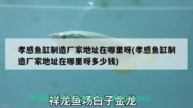 孝感魚缸制造廠家地址在哪里呀(孝感魚缸制造廠家地址在哪里呀多少錢) 一眉道人魚苗 第2張