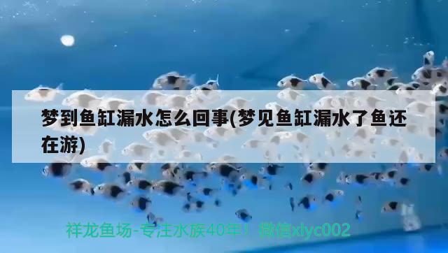 夢到魚缸漏水怎么回事(夢見魚缸漏水了魚還在游)