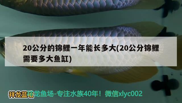 20公分的錦鯉一年能長多大(20公分錦鯉需要多大魚缸)