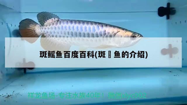 斑鰩魚百度百科(斑鱾魚的介紹) 觀賞魚