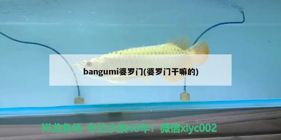 bangumi婆羅門(婆羅門干嘛的) 觀賞魚(yú)