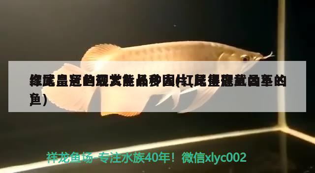 像武昌魚(yú)的觀賞魚(yú)品種圖片(長(zhǎng)得像武昌魚(yú)的魚(yú)) iwish愛(ài)唯希品牌魚(yú)缸