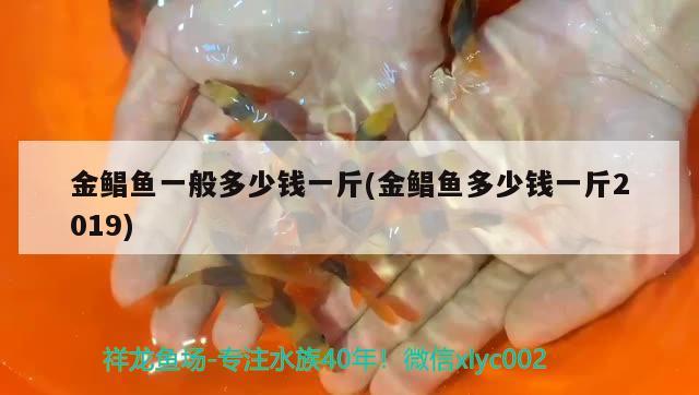 金鯧魚一般多少錢一斤(金鯧魚多少錢一斤2019)