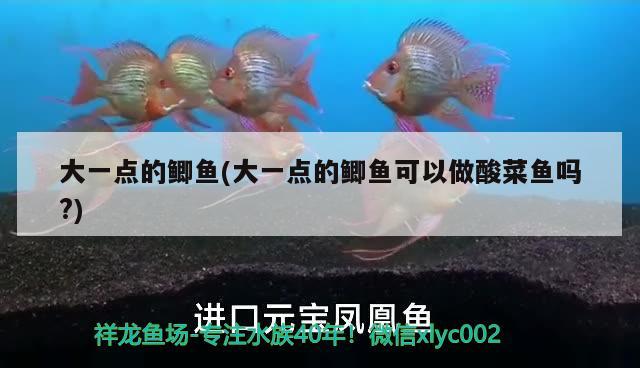 大一點的鯽魚(大一點的鯽魚可以做酸菜魚嗎?) 觀賞魚