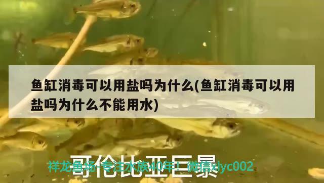 魚缸消毒可以用鹽嗎為什么(魚缸消毒可以用鹽嗎為什么不能用水) 飛鳳魚苗