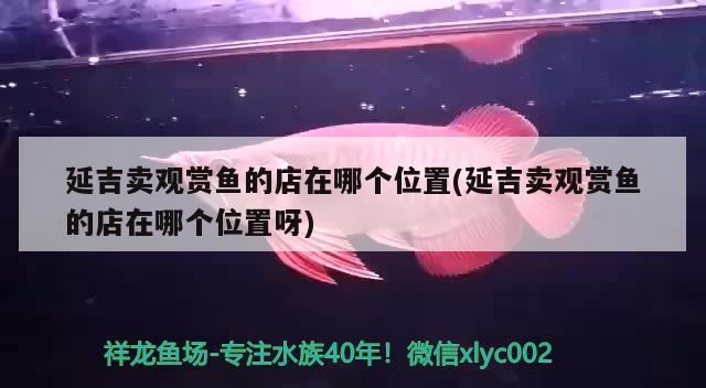 延吉賣(mài)觀賞魚(yú)的店在哪個(gè)位置(延吉賣(mài)觀賞魚(yú)的店在哪個(gè)位置呀)