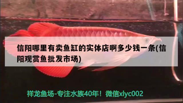 信陽哪里有賣魚缸的實體店啊多少錢一條(信陽觀賞魚批發(fā)市場)