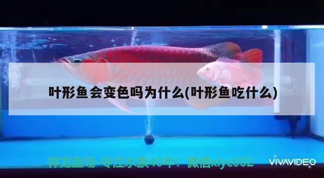 葉形魚會變色嗎為什么(葉形魚吃什么)