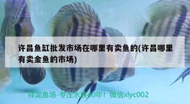 許昌魚缸批發(fā)市場(chǎng)在哪里有賣魚的(許昌哪里有賣金魚的市場(chǎng)) PH調(diào)節(jié)劑