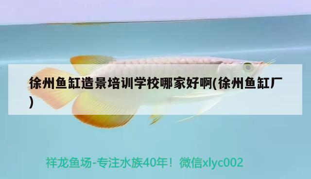 徐州魚缸造景培訓(xùn)學(xué)校哪家好啊(徐州魚缸廠)