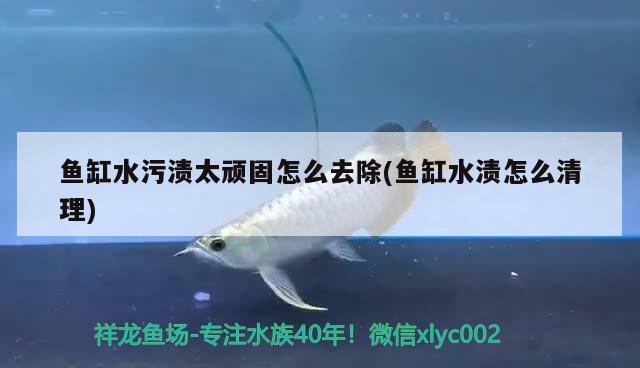 魚缸水污漬太頑固怎么去除(魚缸水漬怎么清理)