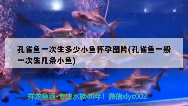 孔雀魚一次生多少小魚懷孕圖片(孔雀魚一般一次生幾條小魚) 觀賞魚