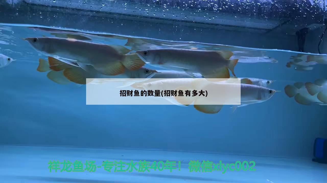 招財(cái)魚的數(shù)量(招財(cái)魚有多大) 觀賞魚