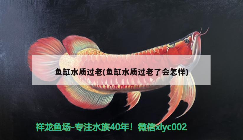 魚缸水質(zhì)過老(魚缸水質(zhì)過老了會(huì)怎樣) 紅勾銀版魚