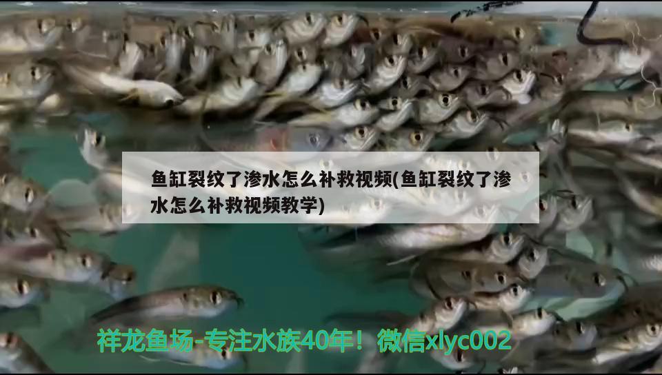 魚缸裂紋了滲水怎么補救視頻(魚缸裂紋了滲水怎么補救視頻教學)