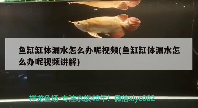 魚缸缸體漏水怎么辦呢視頻(魚缸缸體漏水怎么辦呢視頻講解)