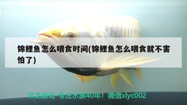 錦鯉魚怎么喂食時間(錦鯉魚怎么喂食就不害怕了) 觀賞魚