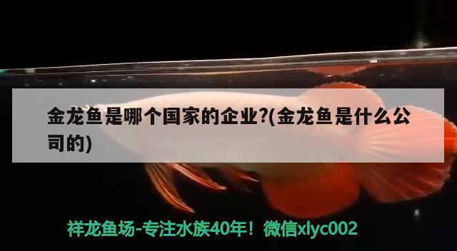 金龍魚是哪個國家的企業(yè)?(金龍魚是什么公司的)