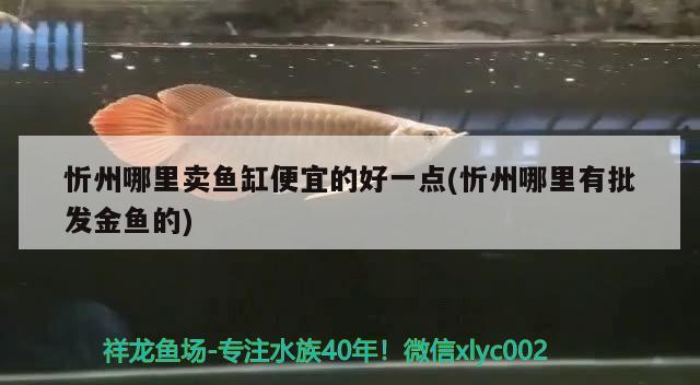 忻州哪里賣(mài)魚(yú)缸便宜的好一點(diǎn)(忻州哪里有批發(fā)金魚(yú)的) 野生地圖魚(yú)