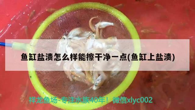 魚缸鹽漬怎么樣能擦干凈一點(diǎn)(魚缸上鹽漬)