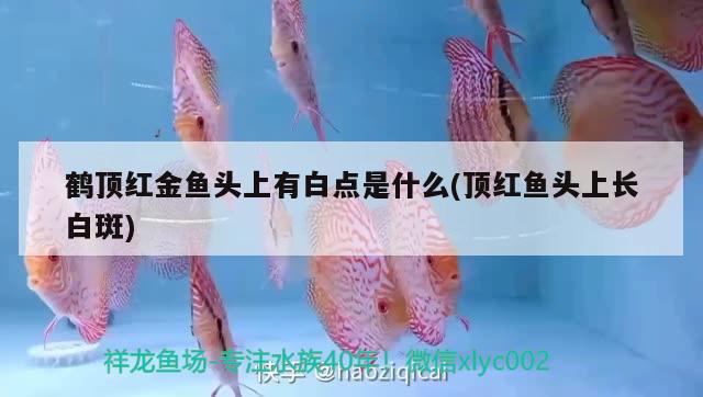 鶴頂紅金魚(yú)頭上有白點(diǎn)是什么(頂紅魚(yú)頭上長(zhǎng)白斑) 觀賞魚(yú)