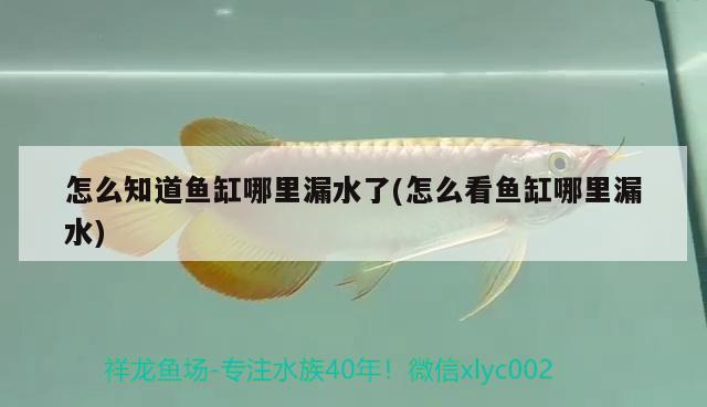 怎么知道魚缸哪里漏水了(怎么看魚缸哪里漏水)