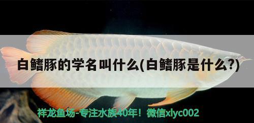 白鰭豚的學名叫什么(白鰭豚是什么?) 觀賞魚