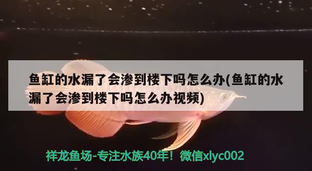 魚缸的水漏了會滲到樓下嗎怎么辦(魚缸的水漏了會滲到樓下嗎怎么辦視頻) 祥龍超血紅龍魚 第3張