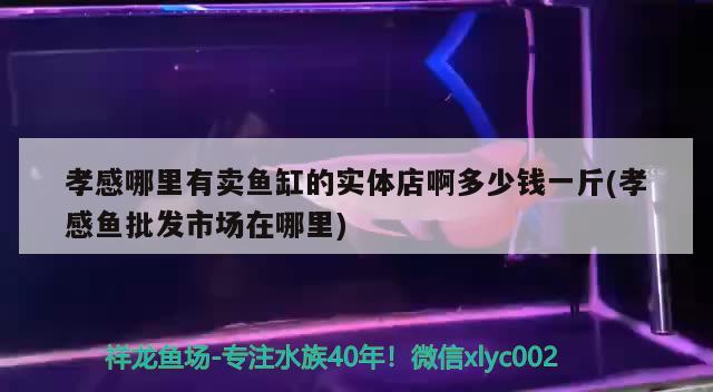 孝感哪里有賣魚缸的實體店啊多少錢一斤(孝感魚批發(fā)市場在哪里)