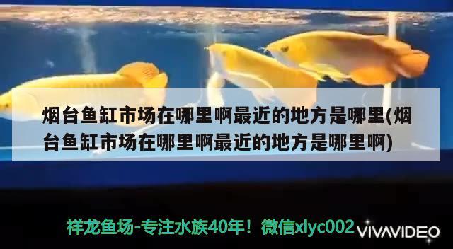 煙臺魚缸市場在哪里啊最近的地方是哪里(煙臺魚缸市場在哪里啊最近的地方是哪里啊)