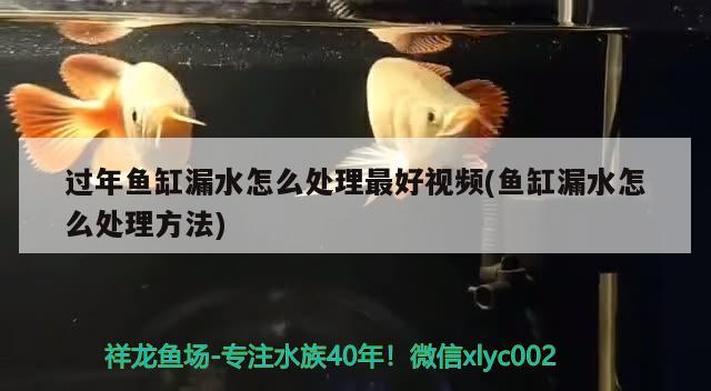 過(guò)年魚缸漏水怎么處理最好視頻(魚缸漏水怎么處理方法) 祥龍超血紅龍魚