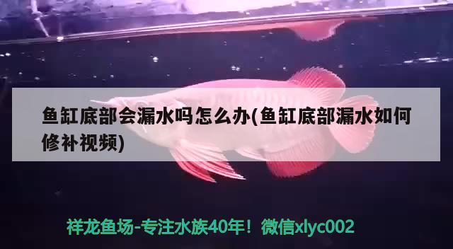 魚缸底部會(huì)漏水嗎怎么辦(魚缸底部漏水如何修補(bǔ)視頻)