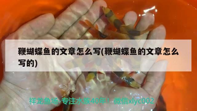 鞭蝴蝶魚的文章怎么寫(鞭蝴蝶魚的文章怎么寫的) 蝴蝶鯉