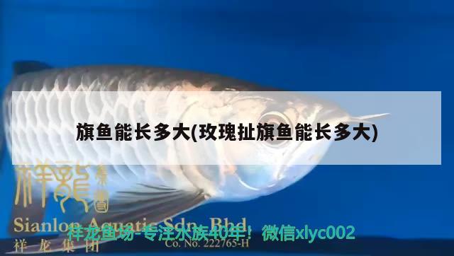 旗魚能長(zhǎng)多大(玫瑰扯旗魚能長(zhǎng)多大) 觀賞魚