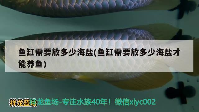 魚缸需要放多少海鹽(魚缸需要放多少海鹽才能養(yǎng)魚) 野生地圖魚