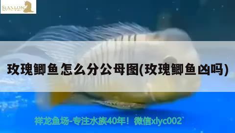 玫瑰鯽魚怎么分公母圖(玫瑰鯽魚兇嗎) 觀賞魚