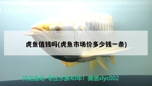 虎魚值錢嗎(虎魚市場價多少錢一條) 虎魚百科 第1張