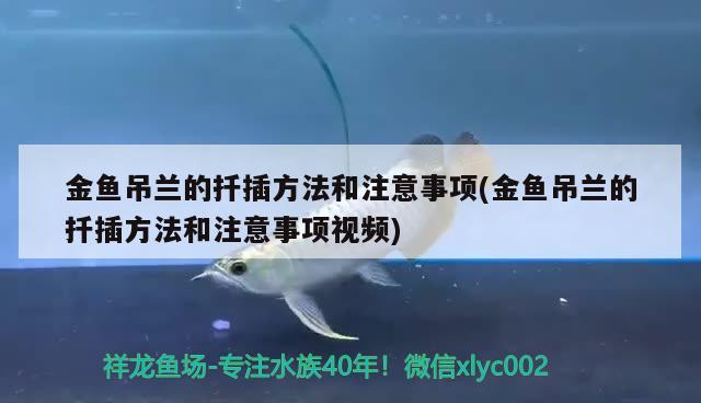 金魚吊蘭的扦插方法和注意事項(xiàng)(金魚吊蘭的扦插方法和注意事項(xiàng)視頻) 觀賞魚 第2張