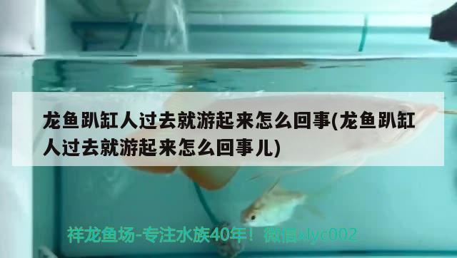 龍魚趴缸人過去就游起來怎么回事(龍魚趴缸人過去就游起來怎么回事兒) 觀賞魚