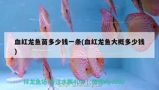 血紅龍魚苗多少錢一條(血紅龍魚大概多少錢)