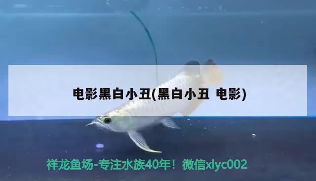 電影黑白小丑(黑白小丑電影) 觀賞魚