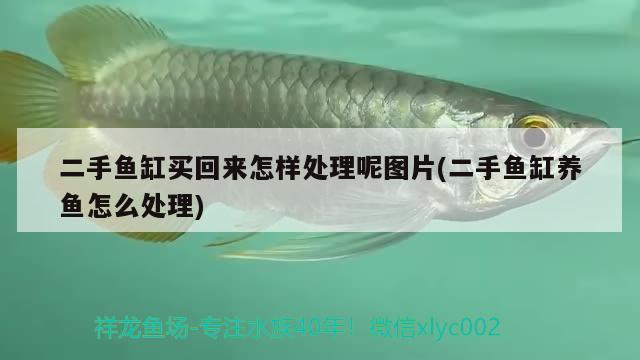 二手魚缸買回來怎樣處理呢圖片(二手魚缸養(yǎng)魚怎么處理)